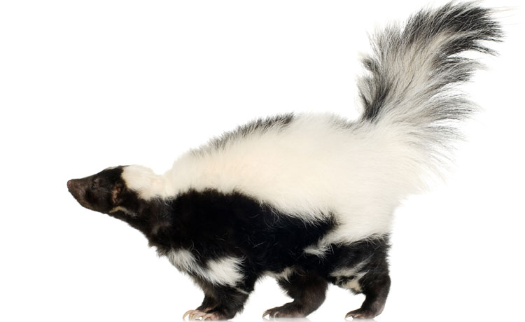 Brecs-gilbert-odor-removal