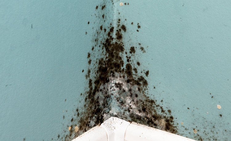Brecs-gilbert-Mold-Cleanup